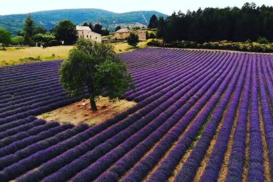Full day Lavender tour from Avignon