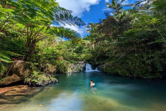 Tranquility Forest Swim in the Mountains Orocovis