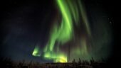Dog sled adventure in Kiruna A+