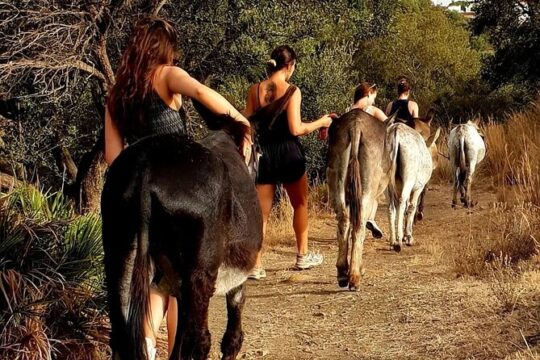 Walking with Our Rescue Donkeys