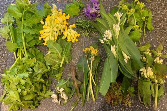 Foraging walk for beginners