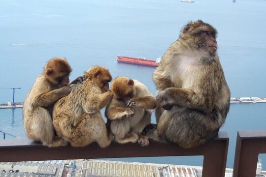 Gibraltar Sightseeing : Classic Shore Excursion (Private)