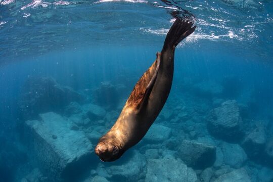 #1 Snorkel La Paz Mexico All Iconic Sites at Once private trip