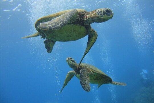Paradise Honu Morning Snorkeling Tour