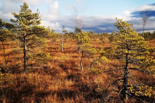 Private Kemeri National Park Bog Walking trail