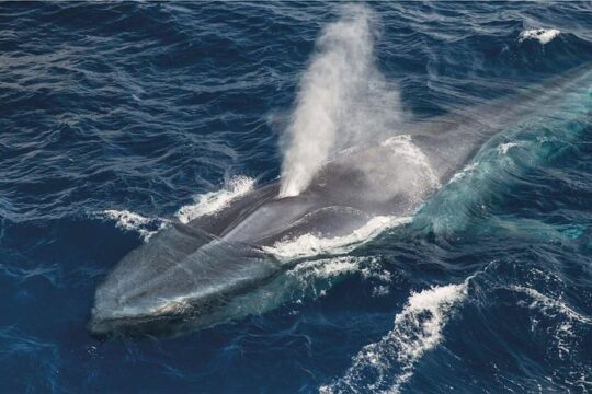 Whale Watching and Jeep Tour