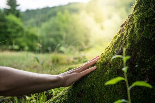Forest Bathing Experience in Nuuksio National Park