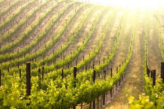 Culinary and Cultural Exploration of Kefalonia