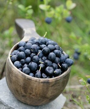 Treasures of Nature - Picking Up Mushrooms or Berries
