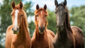 Horseback and Wineries with Views