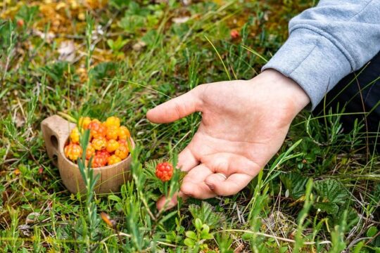 Berries Mushrooms and Soup Shared Experience in Rovaniemi