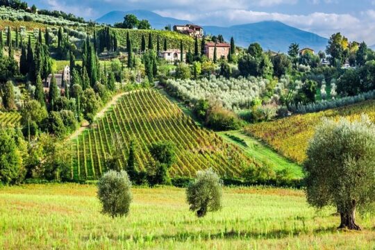 Truffle and Brunello Sommelier Vip Experience in Tuscany Lands from Florence
