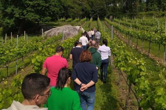 Tour and Exclusive Wine Tasting at Tibães Braga Monastery