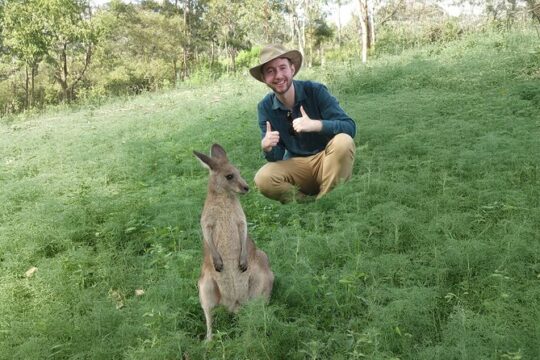 Kangaroo Wildlife Half Day Small Group Tour From Sydney
