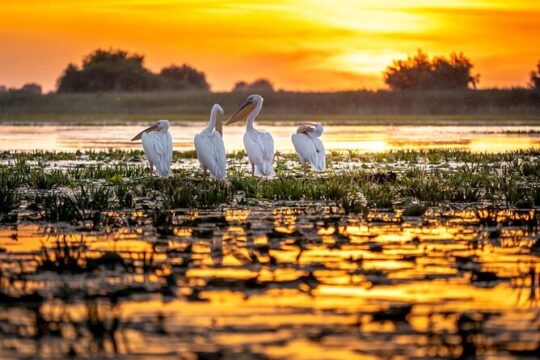Danube Delta Private Tour from Bucharest