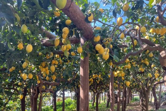 Lemon Path Tour with Tasting Session and Transfer from Salerno