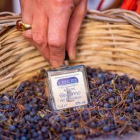 Chocolate Tours