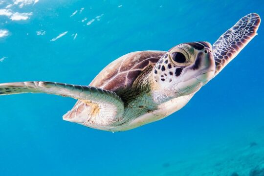 Snorkeling Tour in Saint-Martin