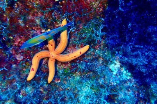 Snorkeling activities in Syracuse