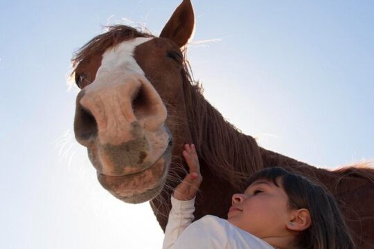 Transforming Experience with Horses Connect and Enjoy