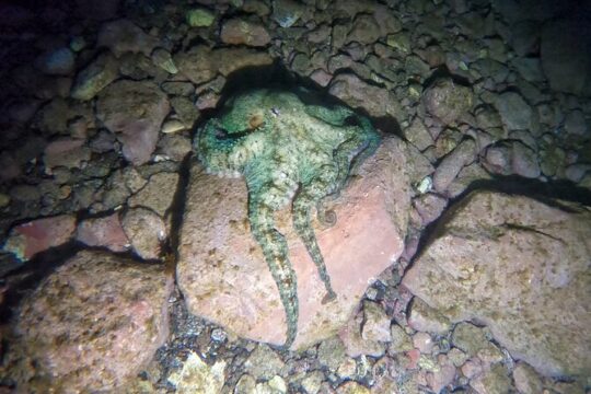 Night Snorkeling in Flamingo Beach Las Palmas