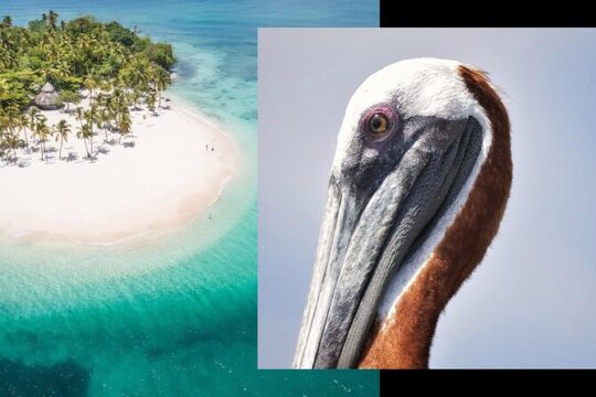 Samana Whale Watching + Cayo Levantado + Limon Waterfalls from Punta Cana Hotels