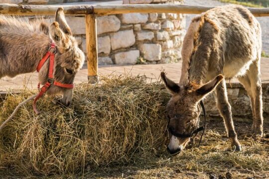 Private Visit to the Animals of the Enchanted Village in Spoleto