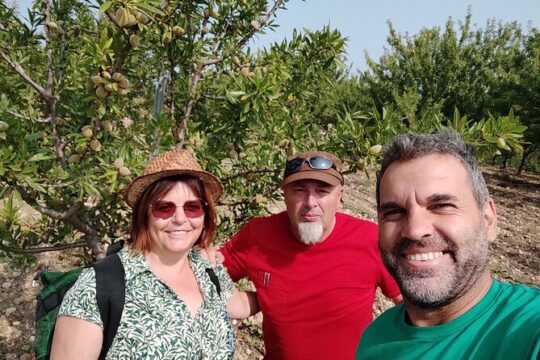 Oleotourism Caruso Between Art Olive Trees and Landscapes