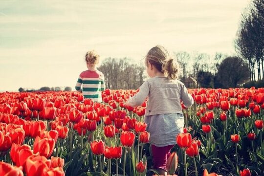 Half Day Tulips Tour
