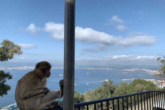Guided Tour of Gibraltar from the Costa del Sol