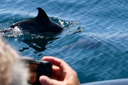 Dolphin Observation Boat Tour from Sesimbra