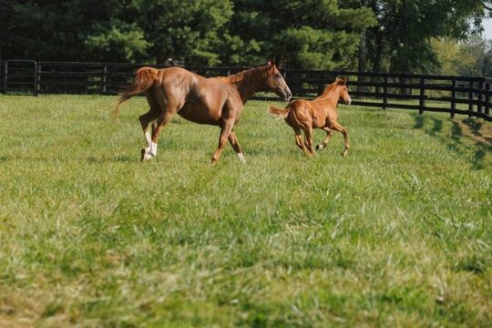 Woodford Reserve, Kismet Farm and Whiskey Thief Tour