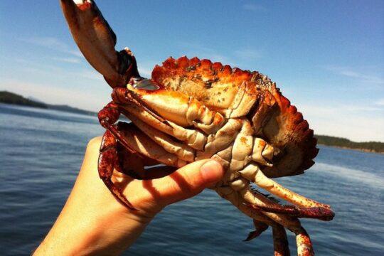 Sea Foraging Tour in Vancouver