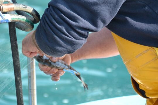 Sport Fishing