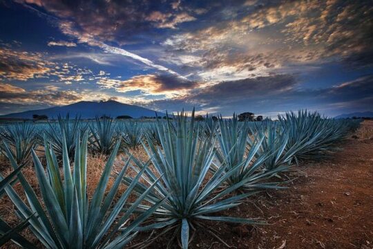 Tequila Tour through the Blue Agave Fields from Guadalajara