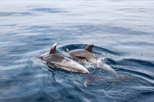 Dolphin Boat Trip in Benalmadena