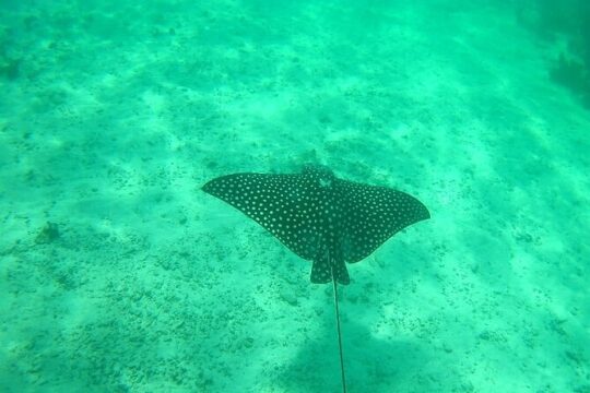 Snorkel in the Costa Maya Reef and Rest on the Beach
