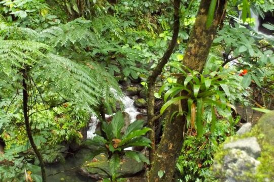 St Kitts Rainforest Tour
