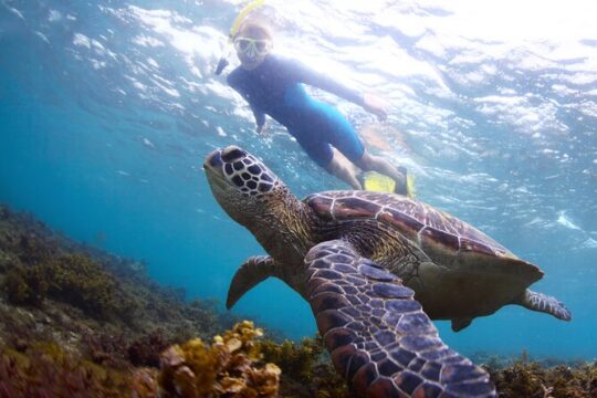 Snorkel with Turtles