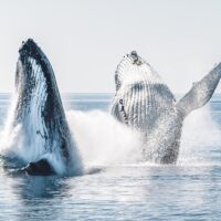 Private & Custom Tours