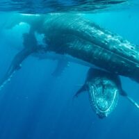 Multi-day & Extended Tours