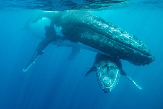 8 Day Awesome Whale Swim Adventure - 30th July to 6th August 2025