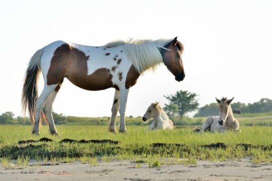 Small Group Boat Tours of Chincoteague & Assateague - Wild Ponies