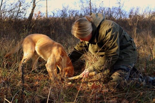 Private Truffle Hunting in Slovenia