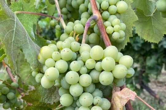 Etna and Wines Private Tour