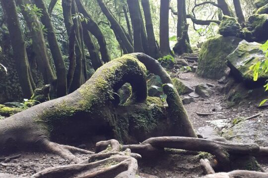 Forest Bath Experience and Wellness in Furnas