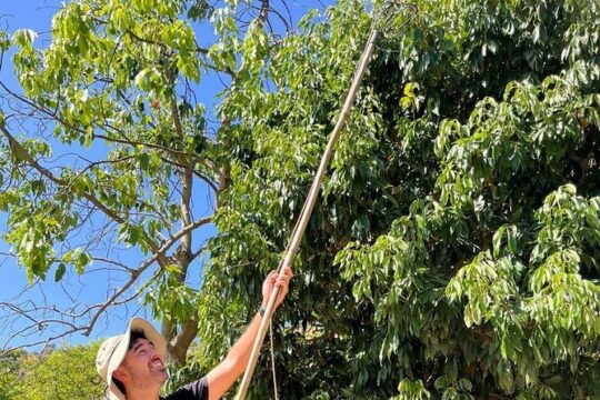 Explore our Coffee and Tropical Fruit Estate
