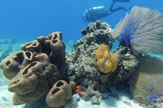 Scuba Diving in Cozumel or Playa del Carmen with Certificates