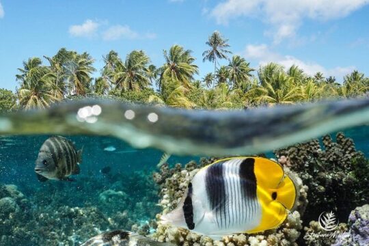 Snorkeling Small Group Tour in Tahiti 4:00
