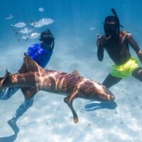 Shark Diving